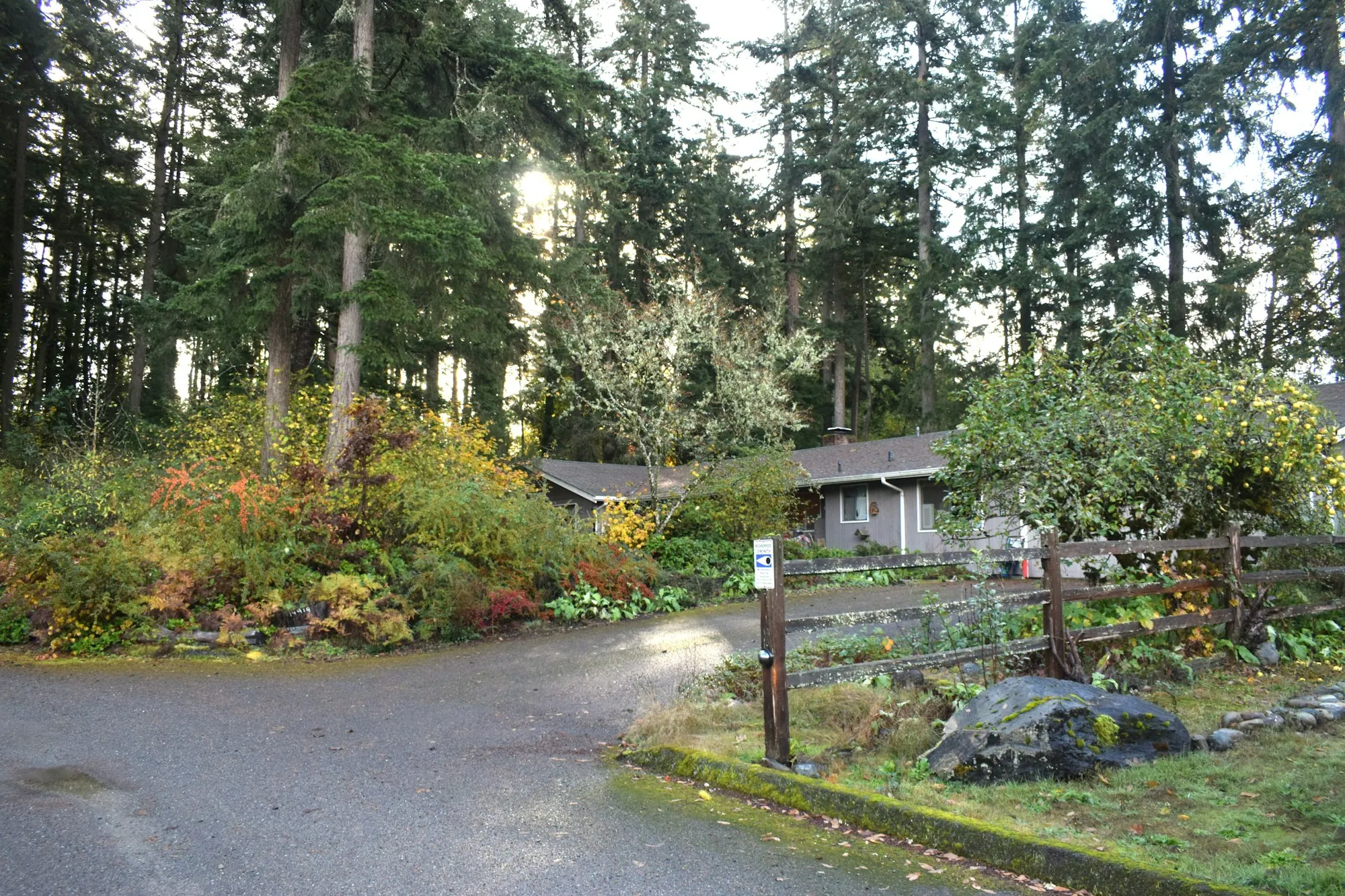 Gravel driveway leading to a home among tall evergreen trees